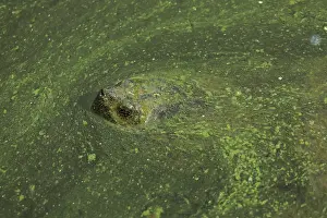 Snapping: 80199211 Snapping Turtle - with algal mat on pond