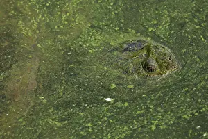 Snapping: 80199212 Snapping Turtle - with algal mat on pond