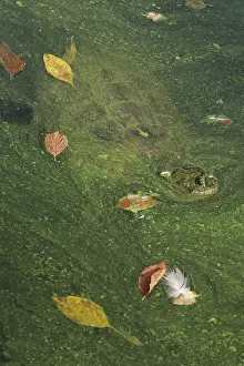 Snapping: 80199213 Snapping Turtle - with algal mat and fallen