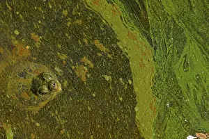 Snapping: 80199214 Snapping Turtle - with algal mat on pond