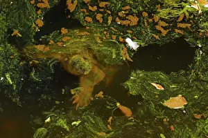 Snapping: 80199215 Snapping Turtle - with algal mat and fallen