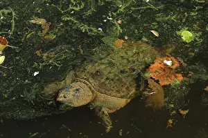 Snapping: 80199216 Snapping Turtle - with algal mat and fallen