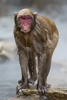 Valleys: 80199219 Japanese Macaque - geothermal pool Jigokudani