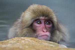Valleys: 80199222 Japanese Macaque - geothermal pool Jigokudani