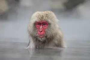 Valleys: 80199223 Japanese Macaque - geothermal pool Jigokudani