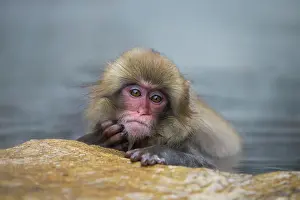 Valleys: 80199224 Japanese Macaque - geothermal pool Jigokudani