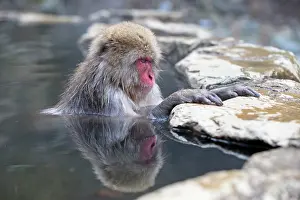 Valleys: 80199226 Japanese Macaque - geothermal pool Jigokudani