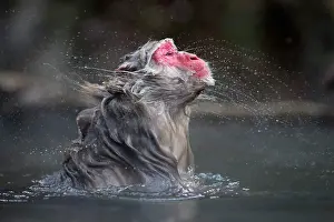 Valleys: 80199227 Japanese Macaque - shaking off water -