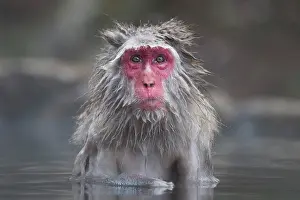 Valleys: 80199228 Japanese Macaque - geothermal pool Jigokudani