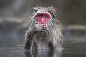 Thermal: 80199229 Japanese Macaque - geothermal pool Jigokudani