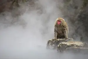 Valleys: 80199230 Japanese Macaque - geothermal pool Jigokudani