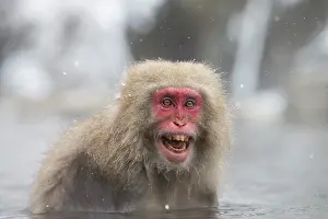 Valleys: 80199231 Japanese Macaque - geothermal pool Jigokudani