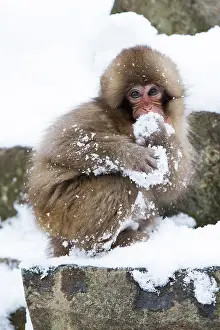 Valleys: 80199232 Japanese Macaque - young in snow Jigokudani