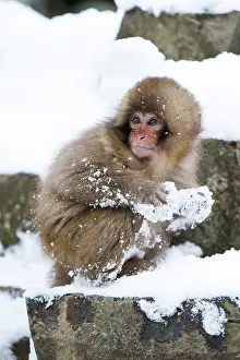 Valleys: 80199233 Japanese Macaque - young in snow Jigokudani