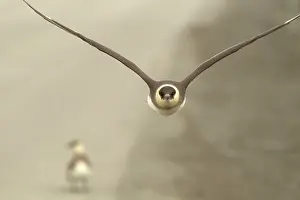 Longyearbyen: 80199234 Artic Skua - adult in flight on outskirts