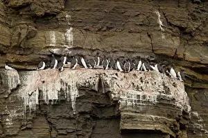 Longyearbyen: 80199235 Brunnich's Guillemots - colony nesting