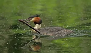 Stick: 80199236 Great Grested Grebe - adult carrying stick