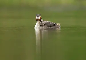 Widespread: 80199237 Great Grested Grebes - parent with chick