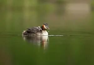 Widespread: 80199238 Great Grested Grebes - parent with chick