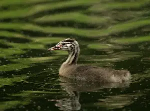 Fluff: 80199239 Great Grested Grebe - chick swimming in