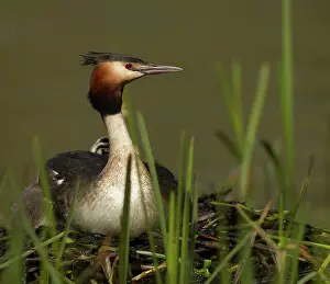 Twigs: 80199240 Great Grested Grebes - parent and chick