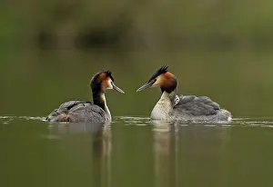 Widespread: 80199241 Great Grested Grebes - parents and chick