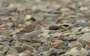 Longyearbyen: 80199243 Purple Sandpiper - resting on shoreline