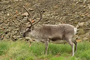 Longyearbyen: 80199244 Svalbard Reindeer - urinating and grazing