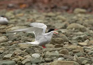 Raised: 80199245 Artic Tern - adult calling from beach nesting