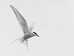 Longyearbyen: 80199246 Artic Tern - adult in flight over Longyearbyen
