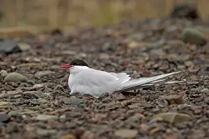 Longyearbyen: 80199247 Artic Tern - adult incubating eggs on nest