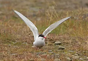 Raised: 80199248 Artic Tern - adult with raised wings landing