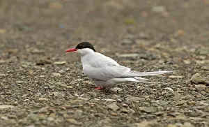 Longyearbyen: 80199249 Artic Tern - adult perched on pebbles on