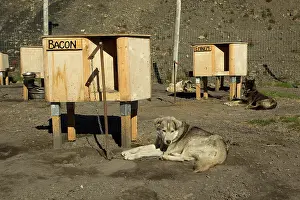 Longyearbyen: 80199250 Alaskan Huskies - resting by individual