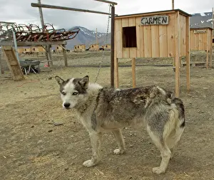 Longyearbyen: 80199251 Alaskan Husky - female standing next to