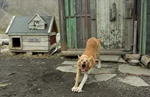 Longyearbyen: 80199252 Alaskan Husky - yawning and stretching