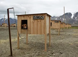 Longyearbyen: 80199253 Alaskan Husky - lying in her kennel at
