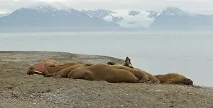 Hemisphere: 80199254 Walrus - male herd haul-out resting on