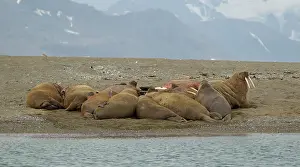 Walrus: 80199255 Walrus - male herd haul-out on beach -