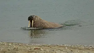 Walrus: 80199256 Walrus - male slowly hauling it's way ashore