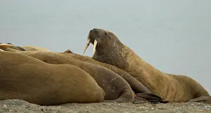Walrus: 80199257 Walrus - male resting among herd haul-out