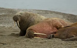 Walrus: 80199258 Walrus - male herd haul-out resting on