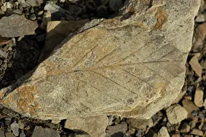 Longyearbyen: 80199261 Plant Fossil - 40-60 million years old