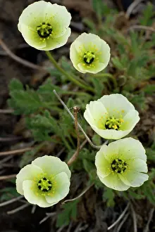 Longyearbyen: 80199262 Svalbard Poppy - group of five flowers