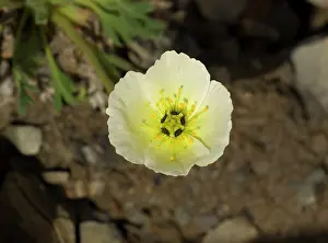 Longyearbyen: 80199263 Svalbard Poppy - flower growing in the