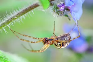 Platform: 80199273 Platform Hammock Spider - female Norfolk