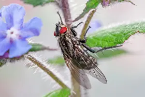 Flesh: 80199274 Flesh Fly Norfolk, UK Amobia signata Geoff