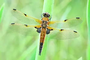 Chaser: 80199276 Four-spotted Chaser Dragonfly / Skimmer