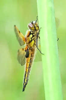 Chaser: 80199277 Four-spotted Chaser Dragonfly / Skimmer
