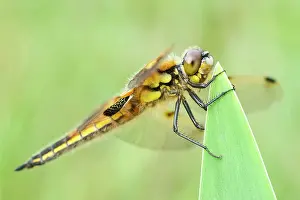 Chaser: 80199278 Four-spotted Chaser Dragonfly / Skimmer